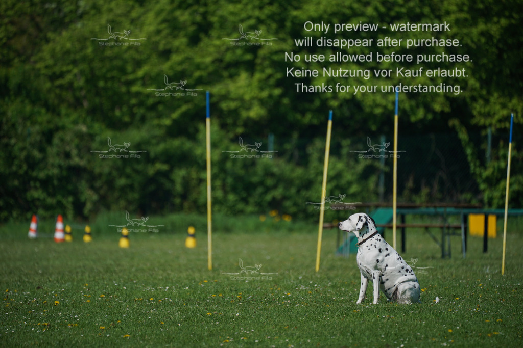 Sa_Gehorsam_Vormittag-8 | stephaniefillaphotographie - Realisiert mit Pictrs.com