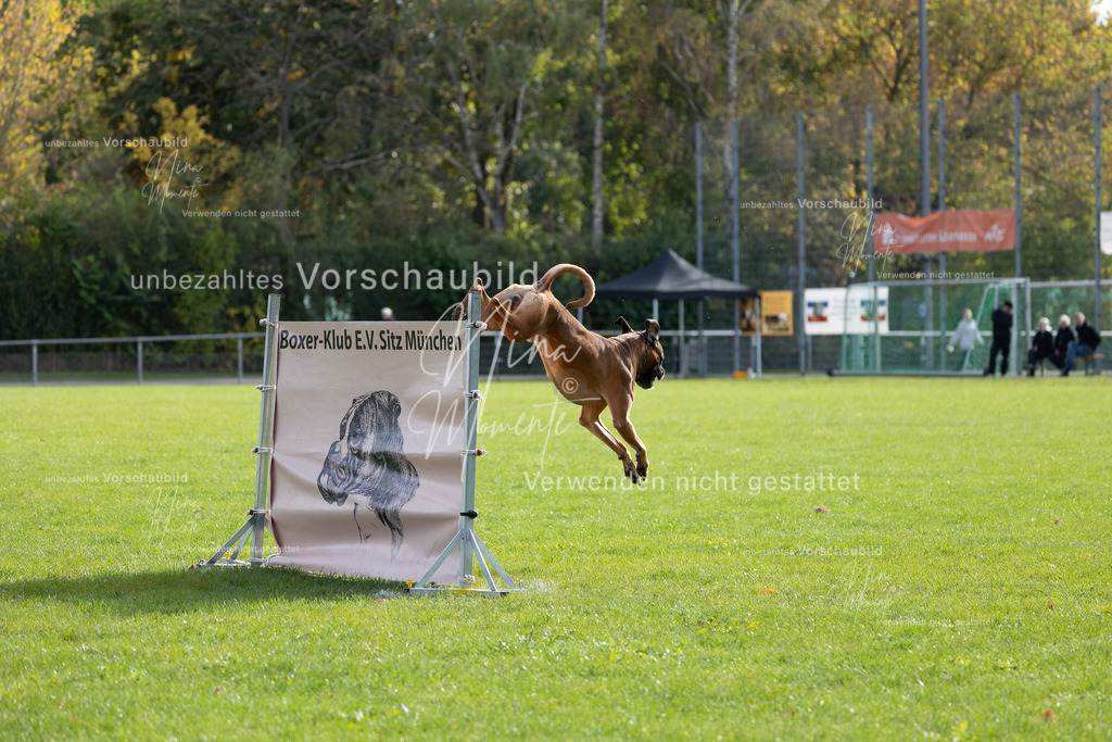 _16A6606 | Einzigartige Fotos von Hunden & Menschen –Actionfotos, Portraits, Vereinsaufnahmen & Paarshootings – authentisch, lebendig & mit Herz.
