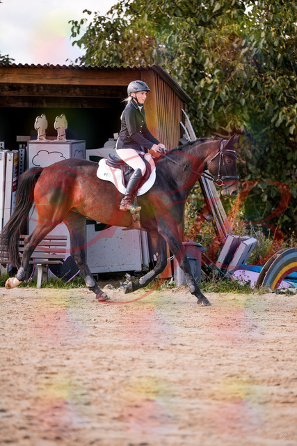 2026_10_03_Siefer-Hof_143946_Z81_10093086 | Professionelle Reitsport-, Turnier- und Eventfotografie von Robert Broda. Galerien mit ausgewählten und bearbeiteten Bildern direkt online ansehen und bestellen.