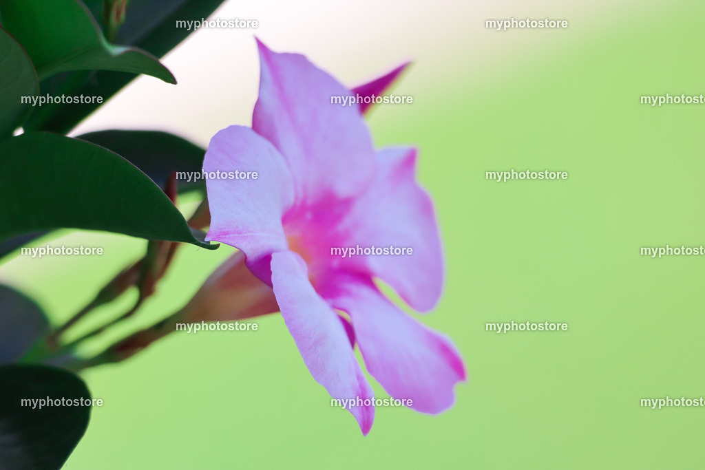 Blume | myphotostore - Realisiert mit Pictrs.com