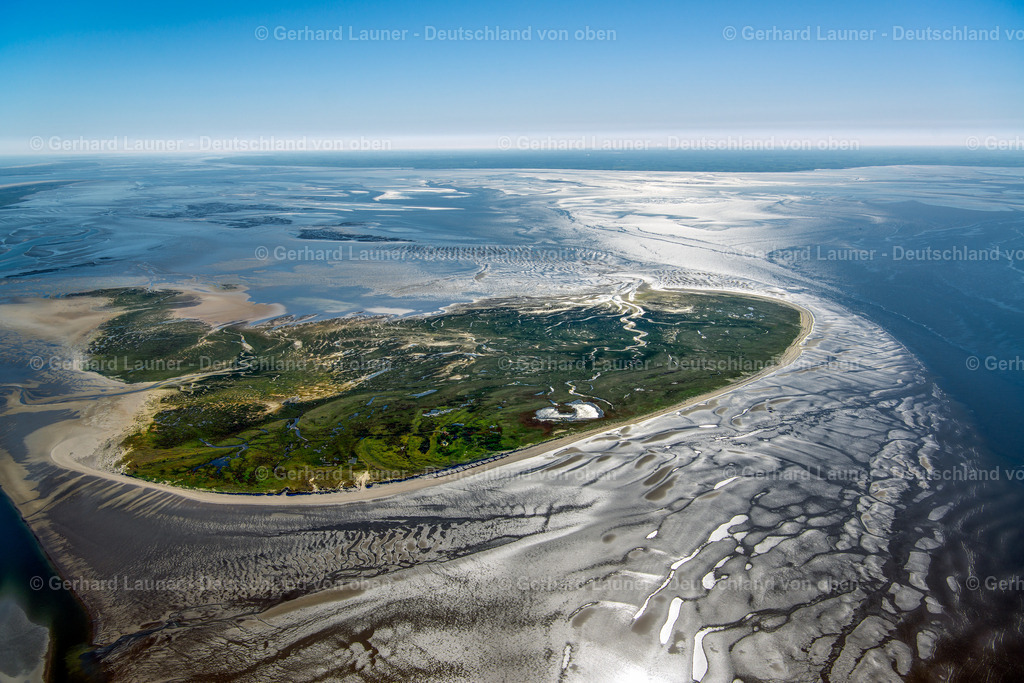 3801498 | Vogelschutzgebiet Memmert, Nationalpark Niedersächsisches Wattenmeer
