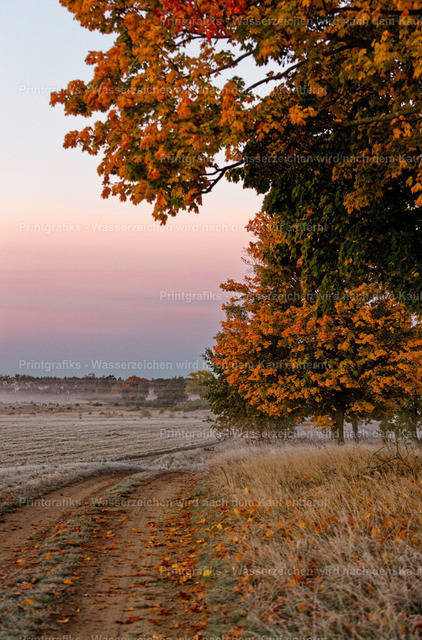 Herbstweg im Morgenfrost | Ein stiller Feldweg führt durch eine herbstliche Landschaft mit orangefarbenem Laub, frostigem Gras und sanftem Morgenlicht. Die ruhige Stimmung und die zarten Farben verleihen der Szene eine natürliche, verträumte Atmosphäre. - Realisiert mit Pictrs.com