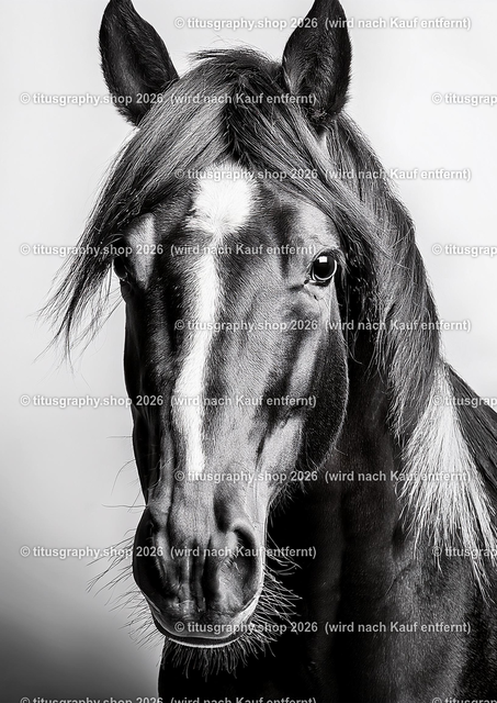 Pferd 018 | titusgraphy-shop: Geschenkideen mit Qualitätsfotos. titusgraphy-shop: gift ideas with quality photos. titusgraphy-shop: idées cadeaux avec photos de qualité.  - Realisiert mit Pictrs.com
