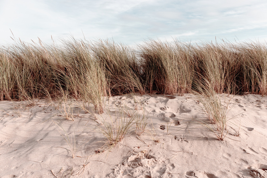 Wandbild: Düne und Strandhafer am Meer | Dieses Wandbild im Querformat zeigt eine kleine Düne bewachsen mit Strandhafer am Meer. Dieses Wandbild ist in einem stilvollen hellen Farbton gehalten und ist damit passend zu fast jedem Einrichtungsstil. Zudem ist der Farbumfang in diesem Wandbild reduziert. Der Strandsand bringt einen natürlichen Sandton ins Bild der beruhigend und gleichzeitig elegant wirkt. Holen Sie sich dieses traumhafte Strandmotiv auf Leinwand, Aluminium-Platte oder Acrylglas. Ideal fürs Wohnzimmer, Schlafzimmer, Küche, den Arbeitsplatz oder die Ferienwohnung.   - Realisiert mit Pictrs.com
