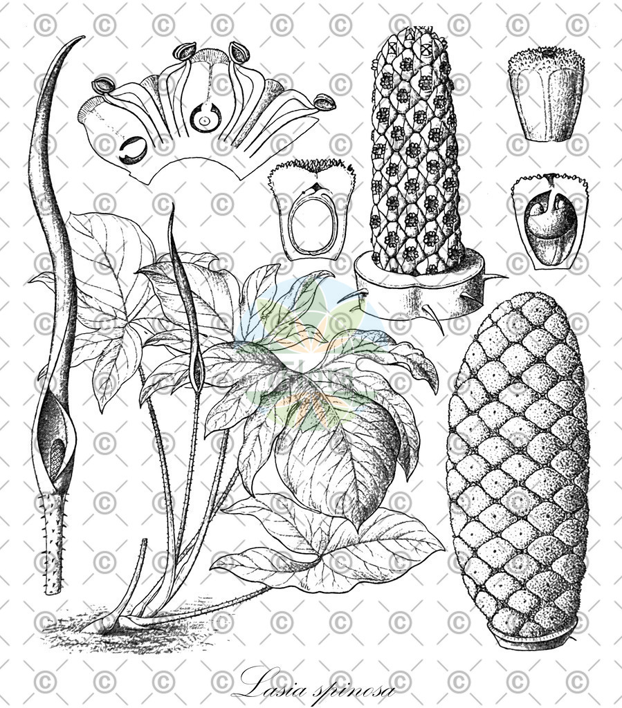 HistAbb_wfo-0000445430_1_ENZY_Simple | Historische Abbildung von Lasia spinosa - Araceae | Historical Illustration of Lasia spinosa - Araceae