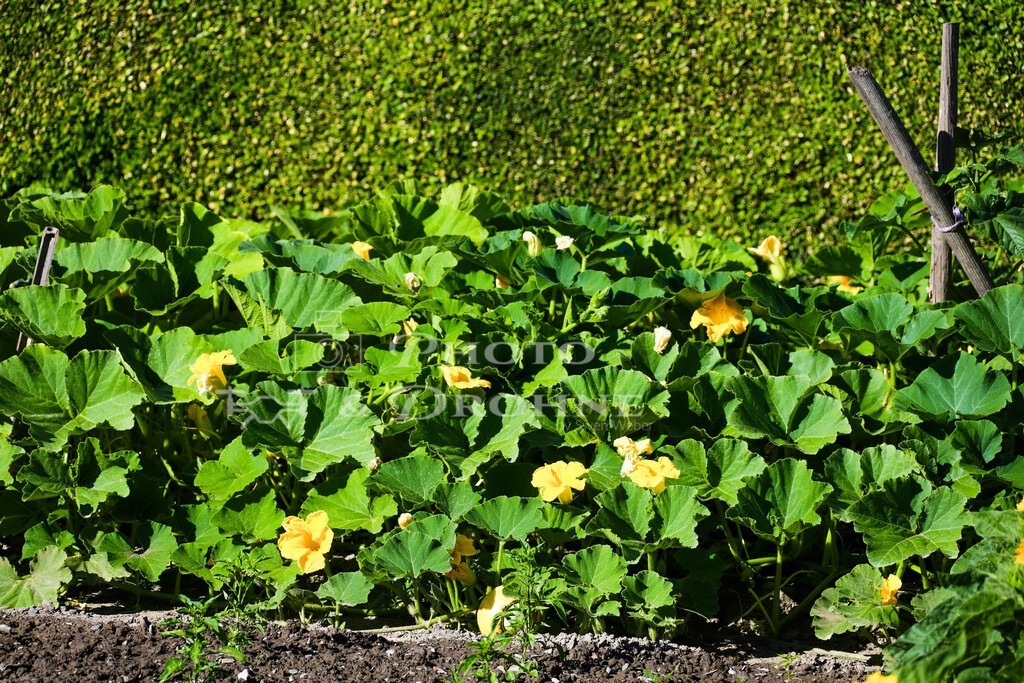 Hirzenach-9689 | Hirzenach Alte Probstei - Realisiert mit Pictrs.com