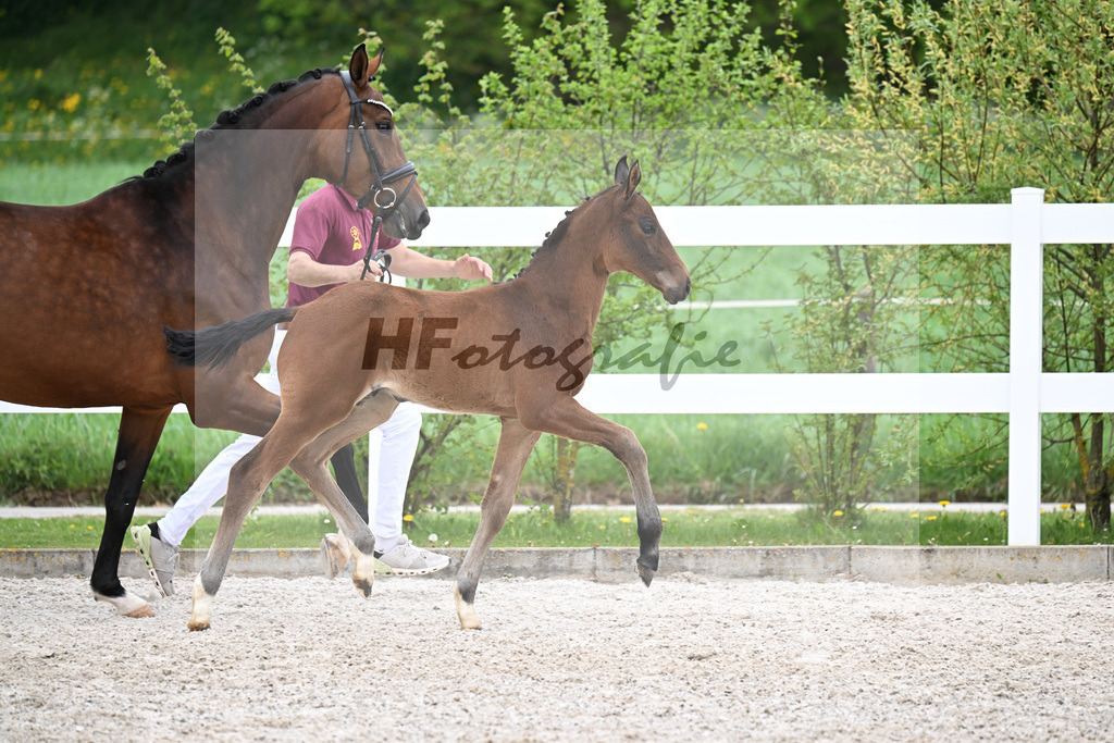 Kat-Nr. 38 HF Viva Vitalis x Benicio_Pointinger_23260658 | hf-fotografie - Realisiert mit Pictrs.com