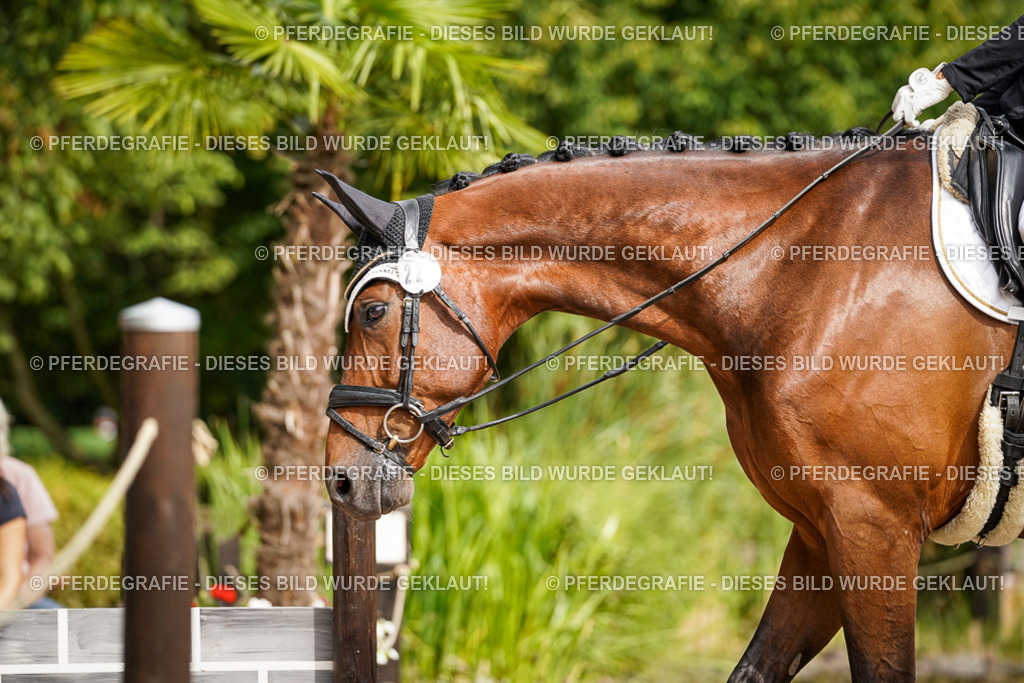 DSC07909 | Pferdegrafie