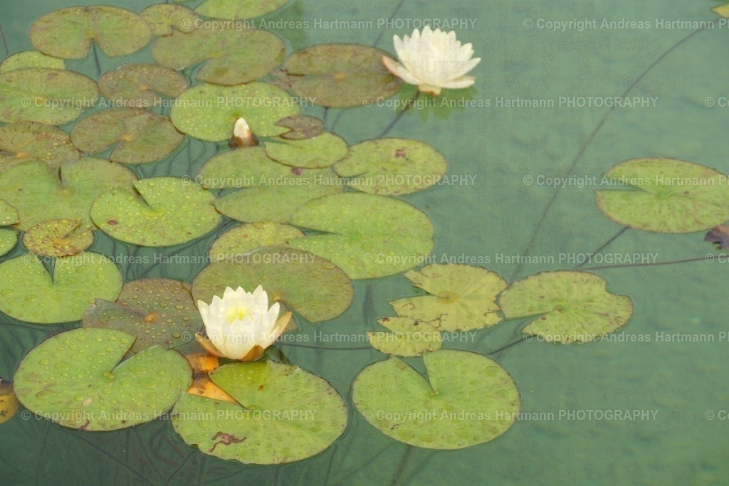 Gelbe Seerosen | Gelbe Seerosen - Realisiert mit Pictrs.com