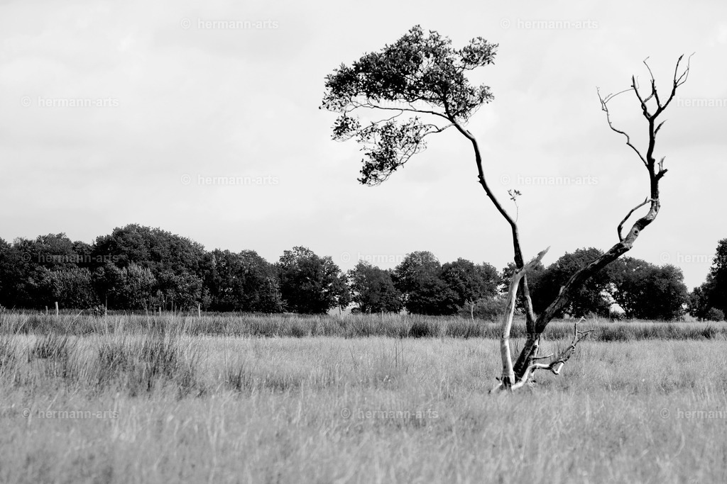 Trees_fine_Art_0055 | Photo Foto Kunst Art schwarzweiss Bilder Rheine Münster Berlin Blumen 