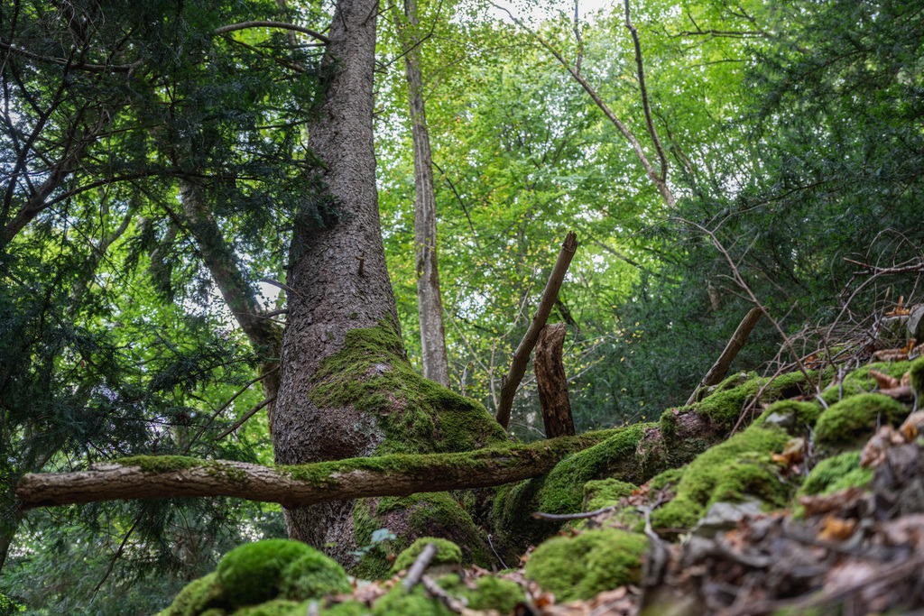 ZD250916094517 | Fotoshop von zweidimensional Fotografie. Ihr Fotograf im Aargau. Abzüge von Ihrem Fotobox Event bestellen.Abzüge von Ihrem Hochzeit bestellen.Abzüge von Ihrem Schulfotograf bestellen.