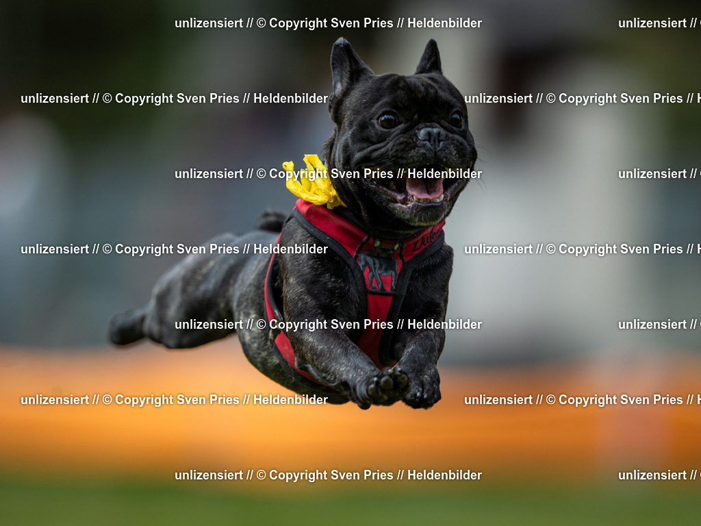 Sven Pries | 19. Allgemeines Hunderennen Karlsruhe Durlach - Realisiert mit Pictrs.com