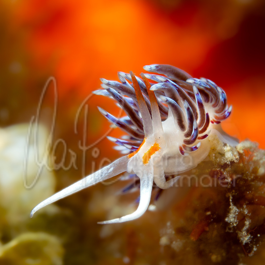 Cratena Peregrina | marpic - Realisiert mit Pictrs.com