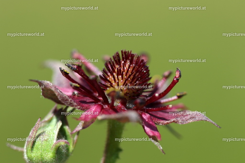 Sumpf-Blutauge-005 | Das Bilderarchiv über Tiere, Planzen und Landschaften. In der Bilddatenbank finden Sie ein große Auswahl an hochwertigen Bilder für Ihre Werbung - Realisiert mit Pictrs.com