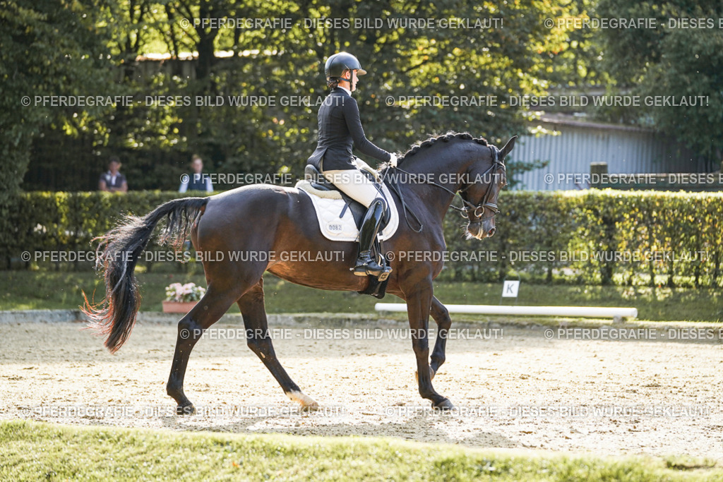 DSC05599 | Pferdegrafie