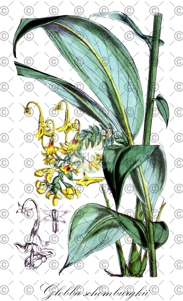 HistAbb_EMP_62953_SRC_Schlechtendal_FLORAD_SIMPLE | Historische Abbildung von Globba schomburgkii - Zingiberaceae | Historical Illustration of Globba schomburgkii - Zingiberaceae