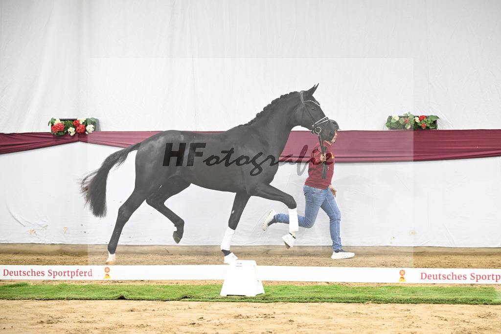 Kat-Nr. 51 Fuerst Samarant x De Niro_Mathieu Beckmann_47251892 | hf-fotografie - Realisiert mit Pictrs.com