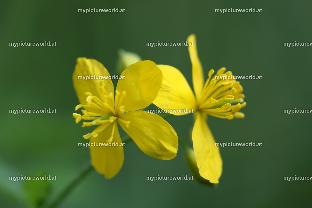 Schöllkraut-001 | Das Bilderarchiv über Tiere, Planzen und Landschaften. In der Bilddatenbank finden Sie ein große Auswahl an hochwertigen Bilder für Ihre Werbung - Realisiert mit Pictrs.com