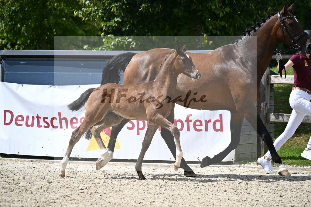 Fuerst Grandios x Don Diamond_HF_Mayer_29240415 | hf-fotografie - Realizzato con Pictrs.com