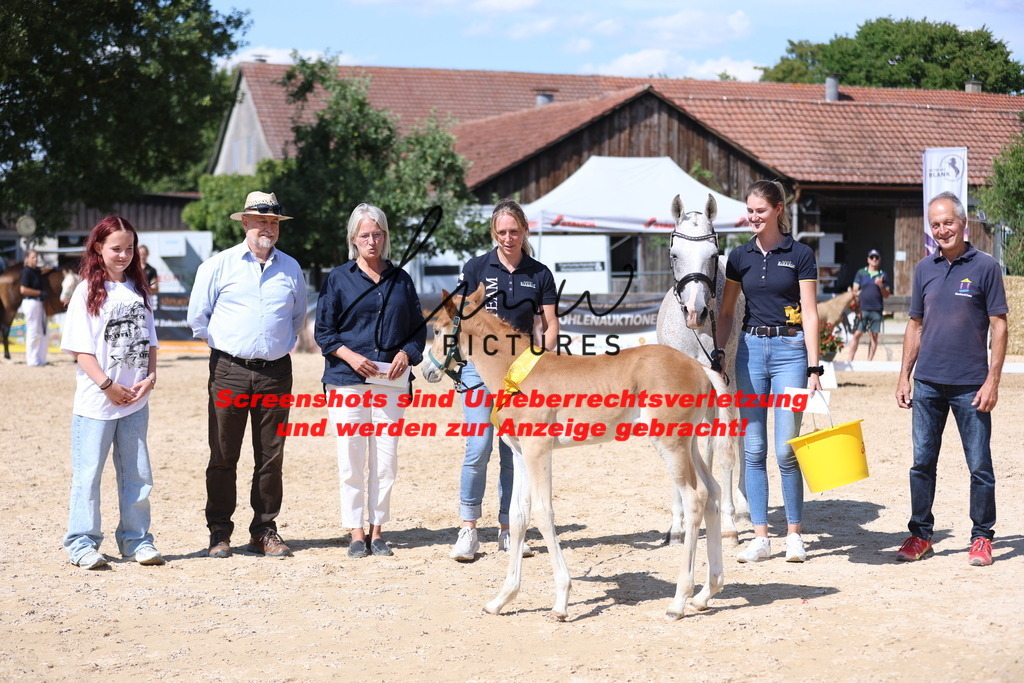 Fohlenschau_Schwäbisch_Hall_Ponys_SIEGERFOHLEN_KN 43_6 | lmwpictures - Realisiert mit Pictrs.com
