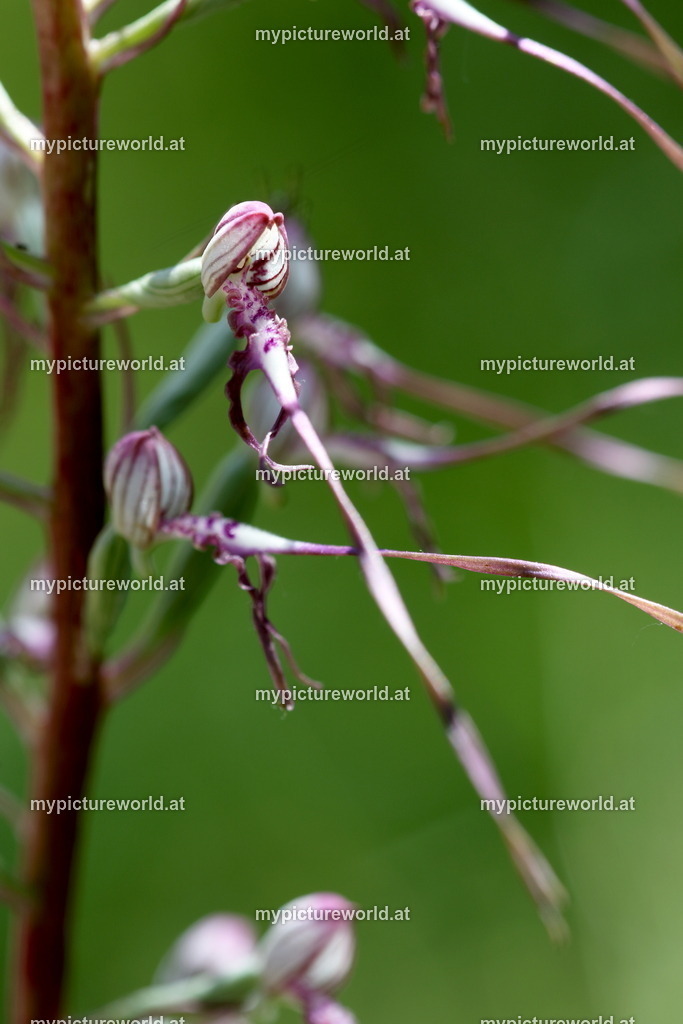 Adriatische Riemenzunge-014 | Das Bilderarchiv über Tiere, Planzen und Landschaften. In der Bilddatenbank finden Sie ein große Auswahl an hochwertigen Bilder für Ihre Werbung - Realisiert mit Pictrs.com
