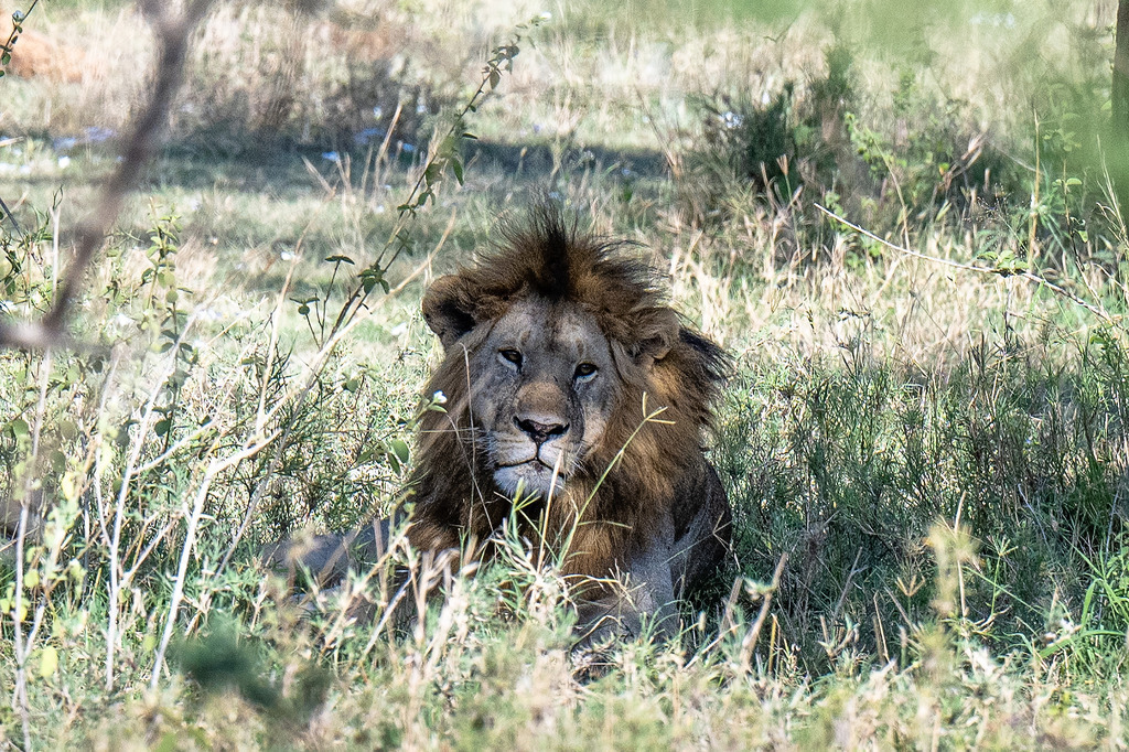 Serengeti Nationalpark - 29. September 2022 | Löwe im Serengeti Nationalpark.
Bild: Sportfotografie Markus Aeschimann | www.markus-aeschimann.ch - Realisiert mit Pictrs.com
