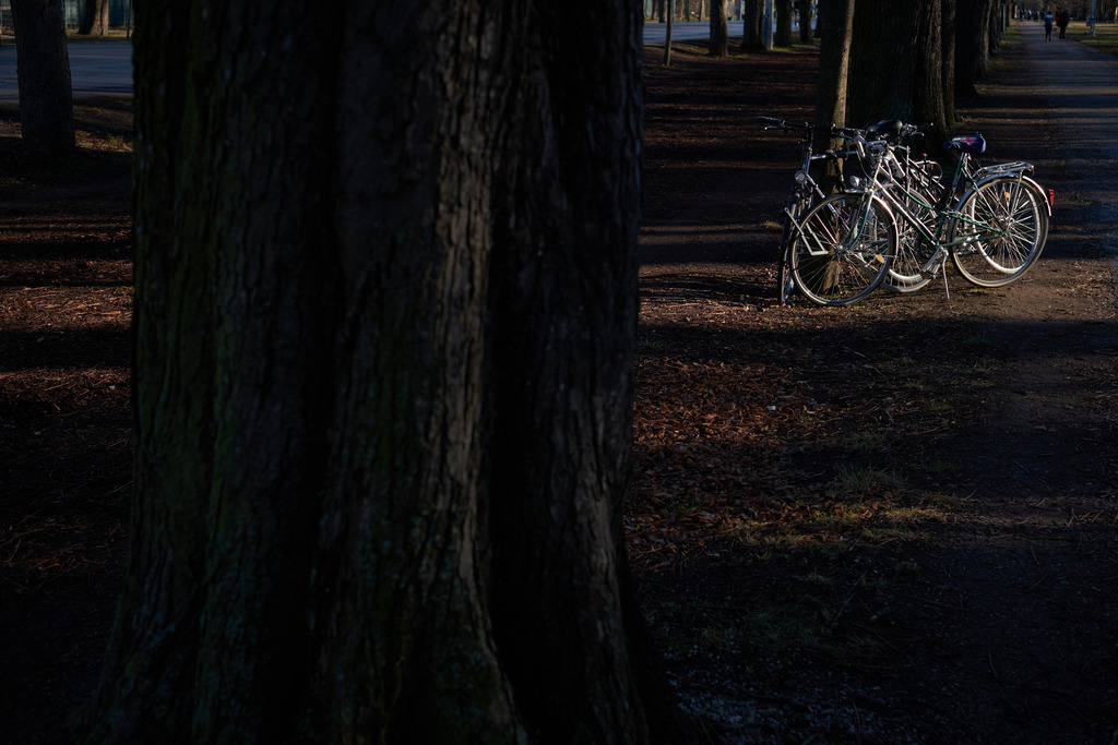 Mehrere Fahrräder abgestellt im Sonnenlicht einer Baumallee | Wien, Austria - December 31, 2021: Mehrere Fahrräder abgestellt im Sonnenlicht einer Baumallee. - Realisiert mit Pictrs.com