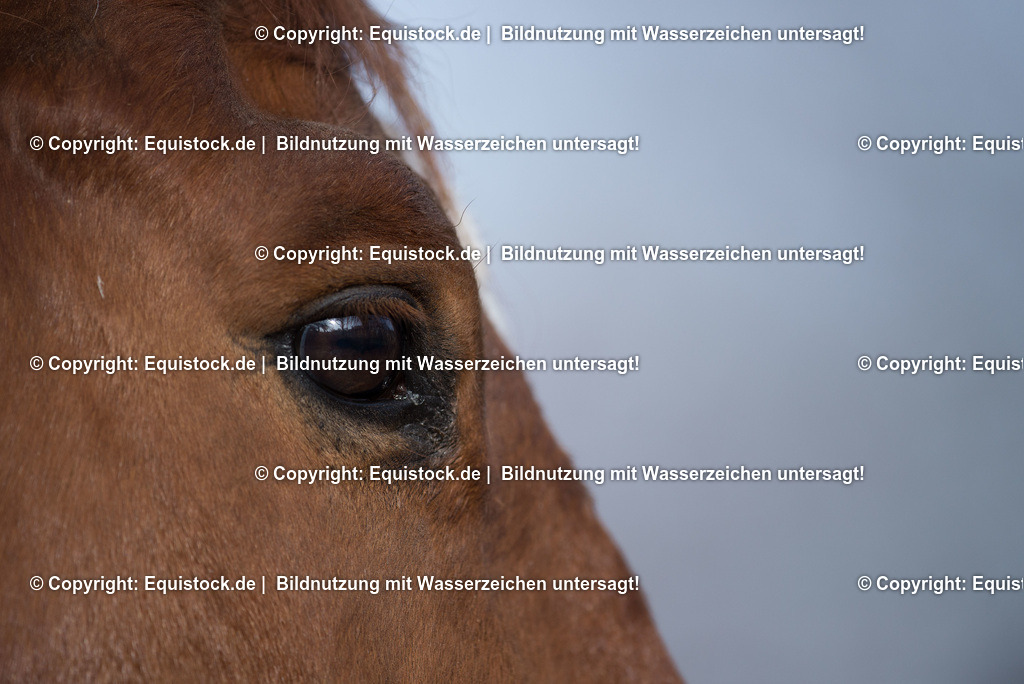 TS_20180305_Pferdeauge_0001 | Foto: Thomas Hartig