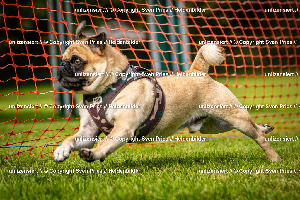 Sven Pries | 2024-09-22 - Hunderennen Baden-BadenPudelverein - Realisiert mit Pictrs.com