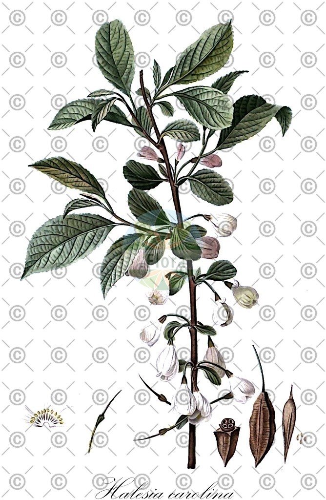 HistAbb_wfo-0000714679_1_ENZY_Simple | Historische Abbildung von Halesia carolina - Styracaceae (Maiglöckchenbaum;Schneeglöckchenbaum) | Historical Illustration of Halesia carolina - Styracaceae (carolina silverbell;opossum-wood)