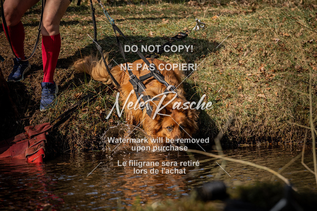 nelerasche_FS1300-1330_419 | nelerasche