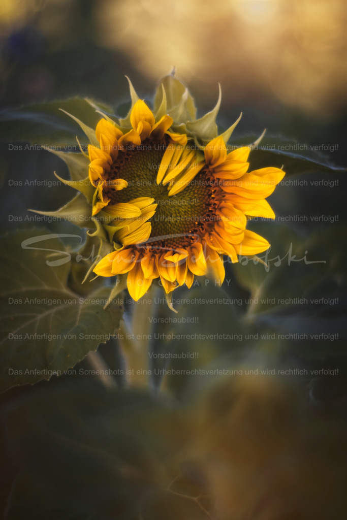 Die Schüchterne | Exklusive Naturfotografie für stilvolle Wanddekoration ★ Premium Wandbilder Made in Germany ✔️ FineArt Drucke & Downloads ✔️ Brillante Farben, höchste Qualität & weltweiter Versand ✔️ - Realisiert mit Pictrs.com