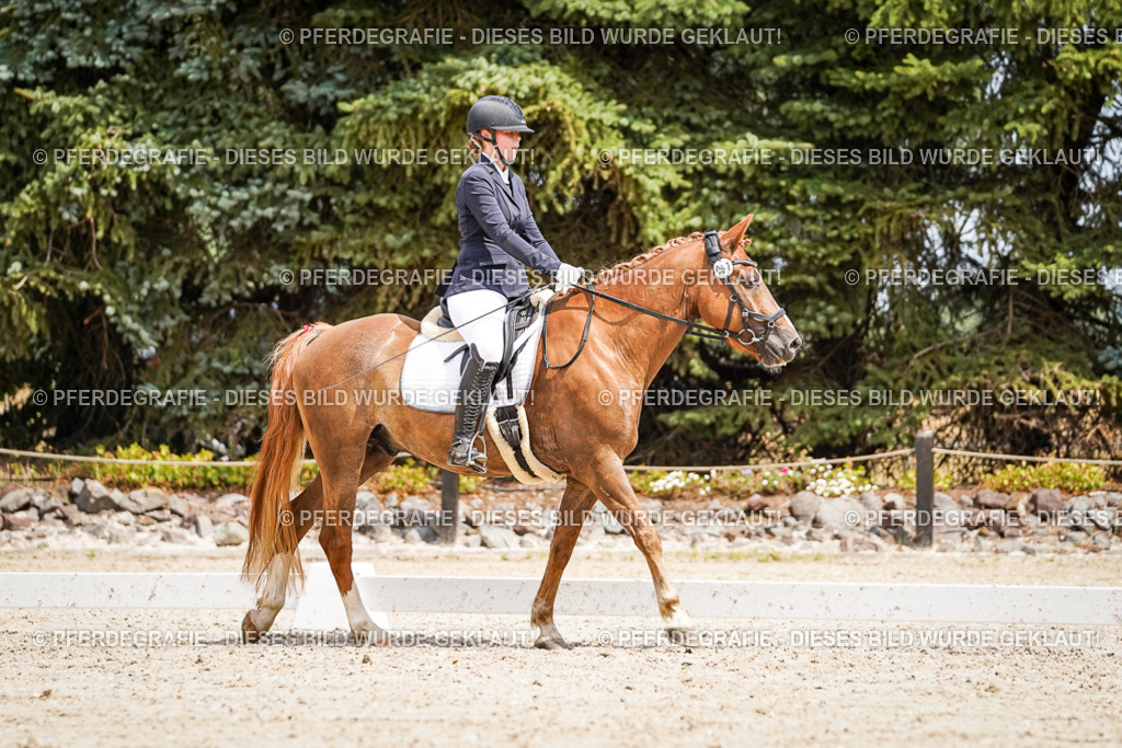 DSC03377 | Pferdegrafie