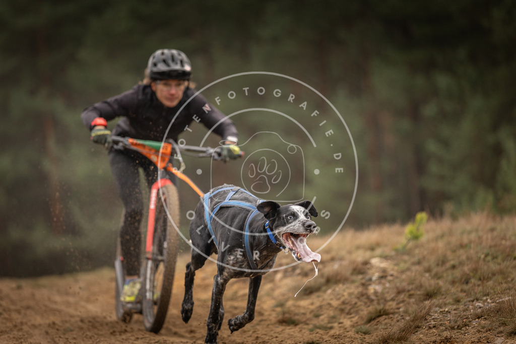 Pfotenfotografie_DV3A4543 | Hundefotografie, Tierfotograf, Pfotenfotografie, Fotoshooting Hund, Hunde Portrait, Hundesport, Hundeportraits, Heideshooting, Hunde, Sportfotograf, Hundefotograf, Turnierhundsport, THS,  - Realisiert mit Pictrs.com