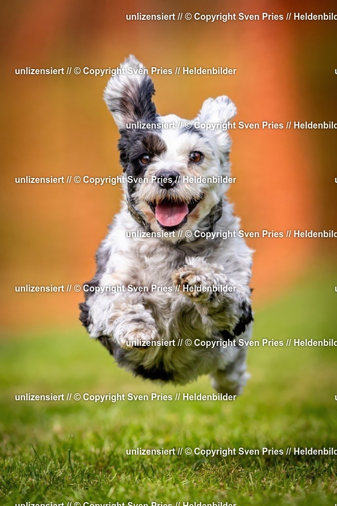 Sven Pries | 2024-09-22 - Hunderennen Baden-BadenPudelverein - Realisiert mit Pictrs.com