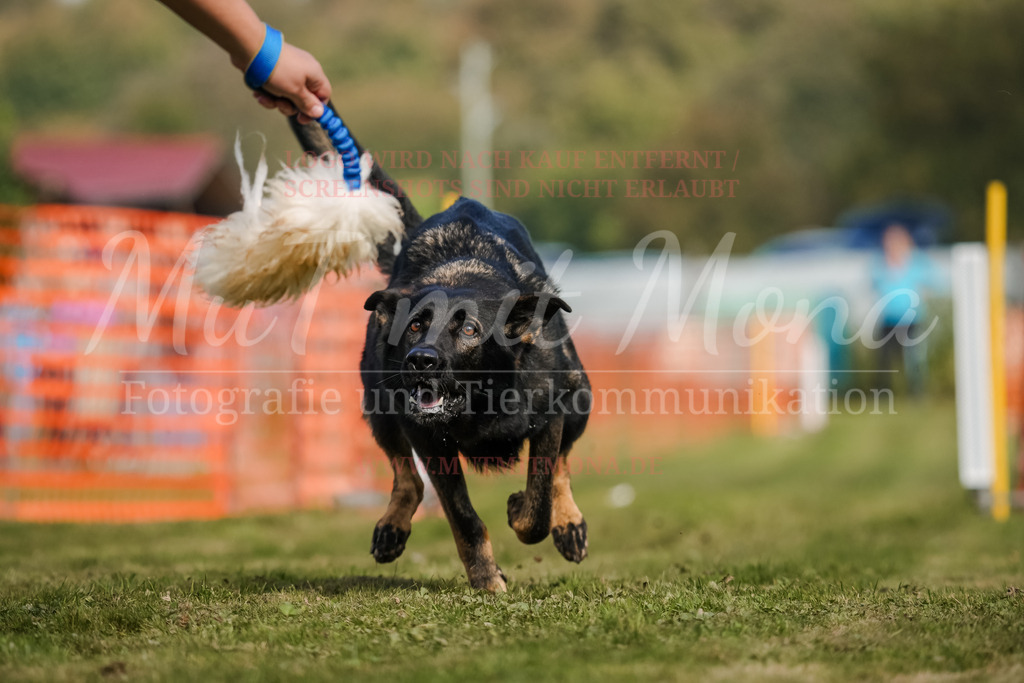 20250928_Hunderennen-462 | MuT (Mensch und Tier) mit Mona - Fotografie und Tierkommunikation - Realisiert mit Pictrs.com