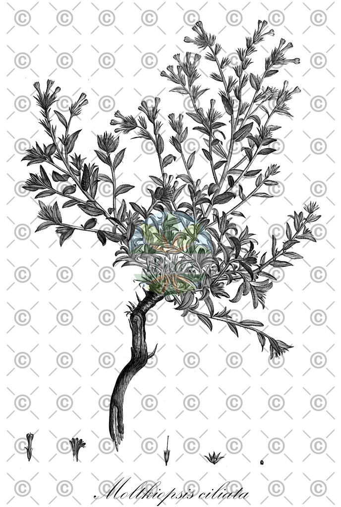 HistAbb_EMP_72406_1_SIMPLE | Historische Abbildung von Moltkiopsis ciliata - Boraginaceae | Historical Illustration of Moltkiopsis ciliata - Boraginaceae