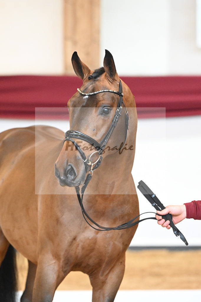 Kat-Nr. 3 v. Baron_Brors_66221568 | hf-fotografie - Realisiert mit Pictrs.com