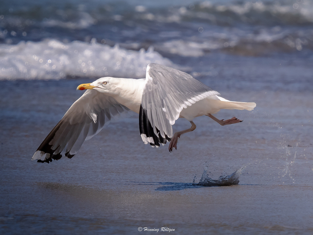 _Final-02809-(P7214713-21.07.2026) | henroe-photoart-shop