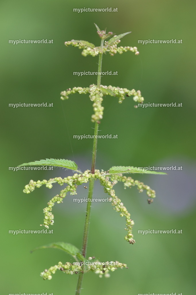 Große Brennnessel-007 | männliche Pflanze - Realisiert mit Pictrs.com