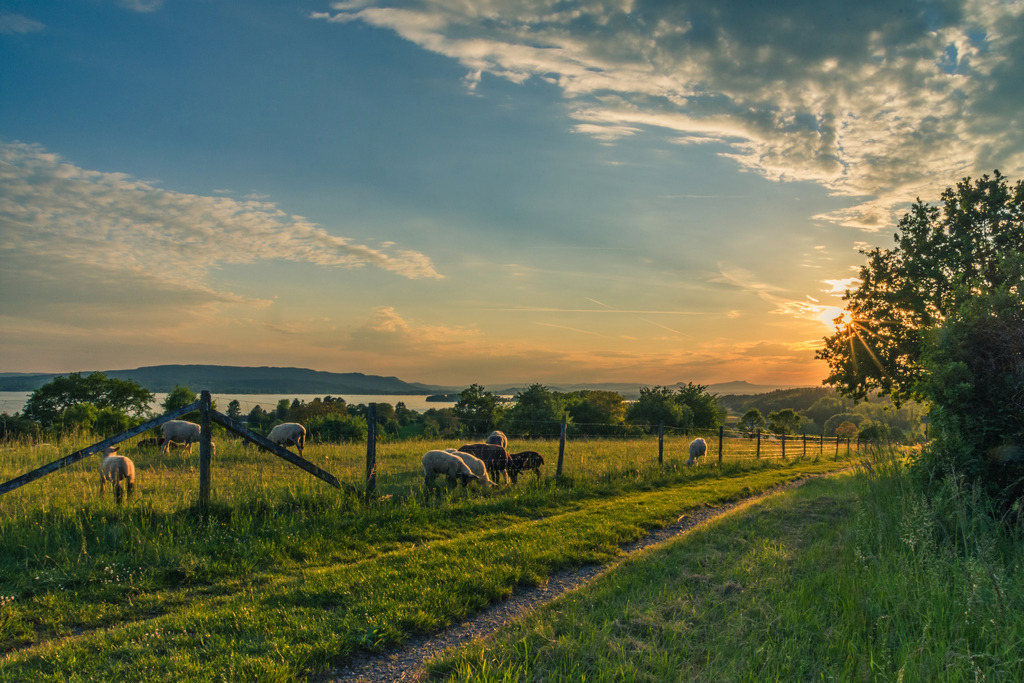 bodensee2-279 | <div id="allefotografen-seal-verified-green"></div><script src="https://www.allefotografen.de/956728/seal-verified-green/seal.js" async="async"></script> - Realisiert mit Pictrs.com