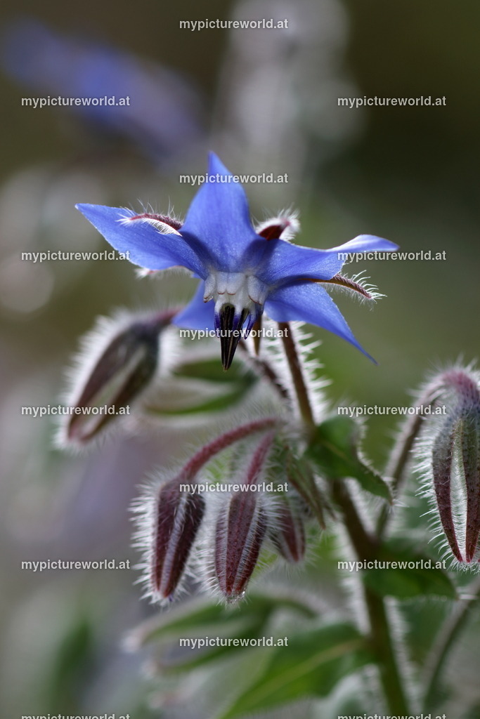 Borretsch-010 | Das Bilderarchiv über Tiere, Planzen und Landschaften. In der Bilddatenbank finden Sie ein große Auswahl an hochwertigen Bilder für Ihre Werbung - Realisiert mit Pictrs.com