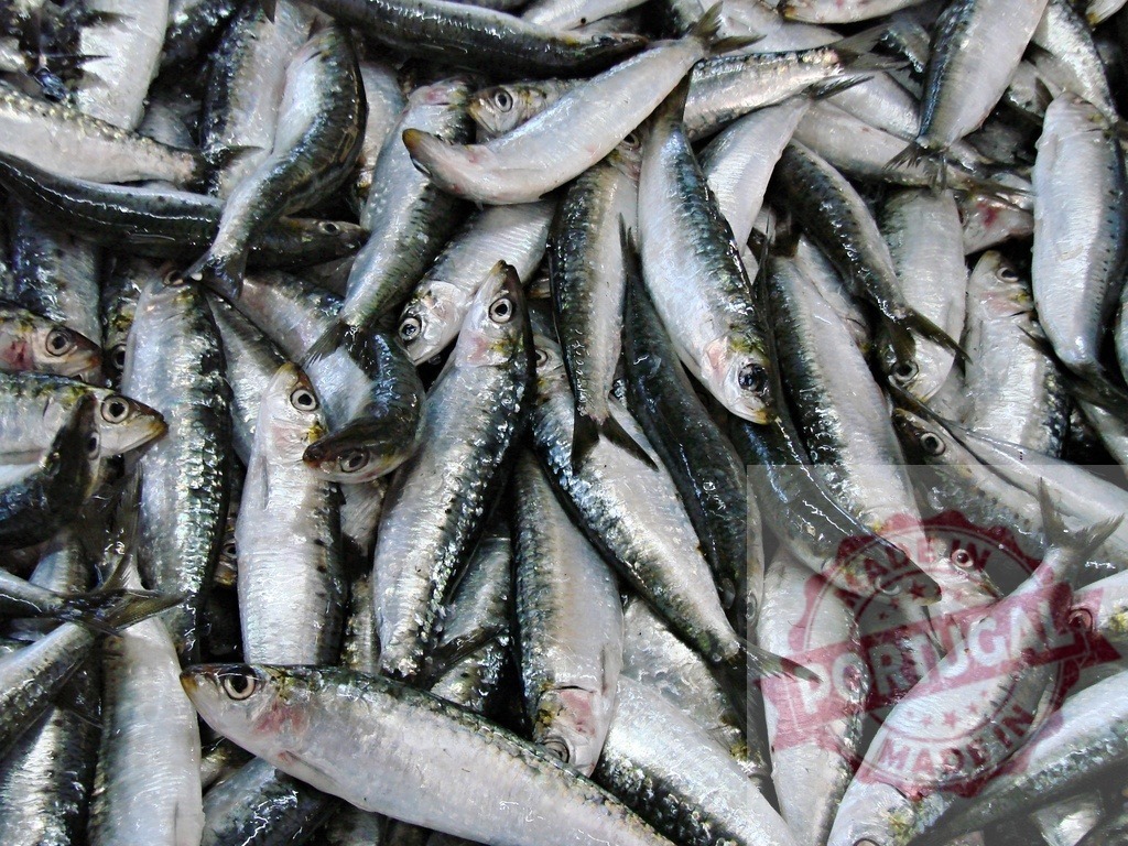 Fresh sardines piling up at fish market stall | Sardines forming a fresh pile, showing silver scales and dark eyes - Realisiert mit Pictrs.com