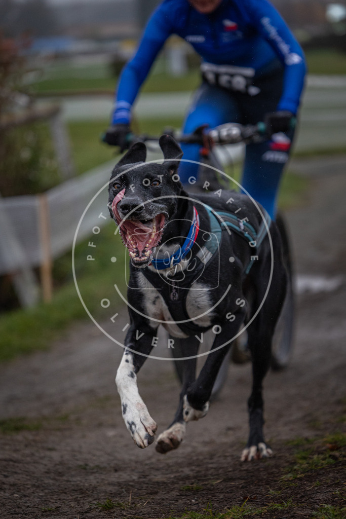 CaniXpix_0L8A0618 | Hundefotografie, Tierfotograf, Pfotenfotografie, Fotoshooting Hund, Hunde Portrait, Hundesport, Hundeportraits, Heideshooting, Hunde, Sportfotograf, Hundefotograf, Turnierhundsport, THS,  - Realisiert mit Pictrs.com