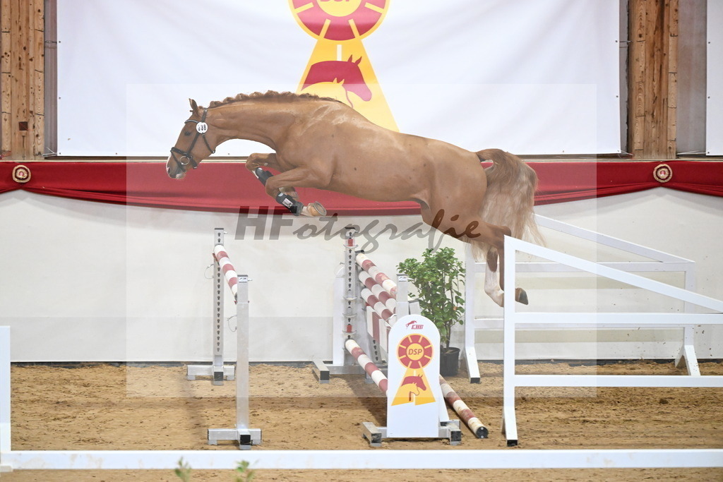 Kat.-Nr. 38 v. Tangelo van de Zuuthoeve_Spenrath_2251301 | hf-fotografie - Realizzato con Pictrs.com