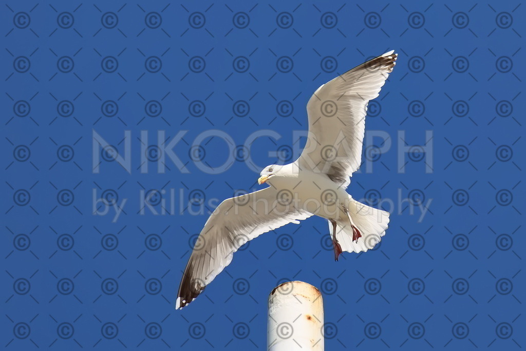 Möwe im Landeanflug | Eine Möwe landet auf einem Pfosten am Fährhafen in Holwerd. Der Fährhafen von Holwerd verbindet das niederländische Festland mit der Nordseeinsel Ameland.