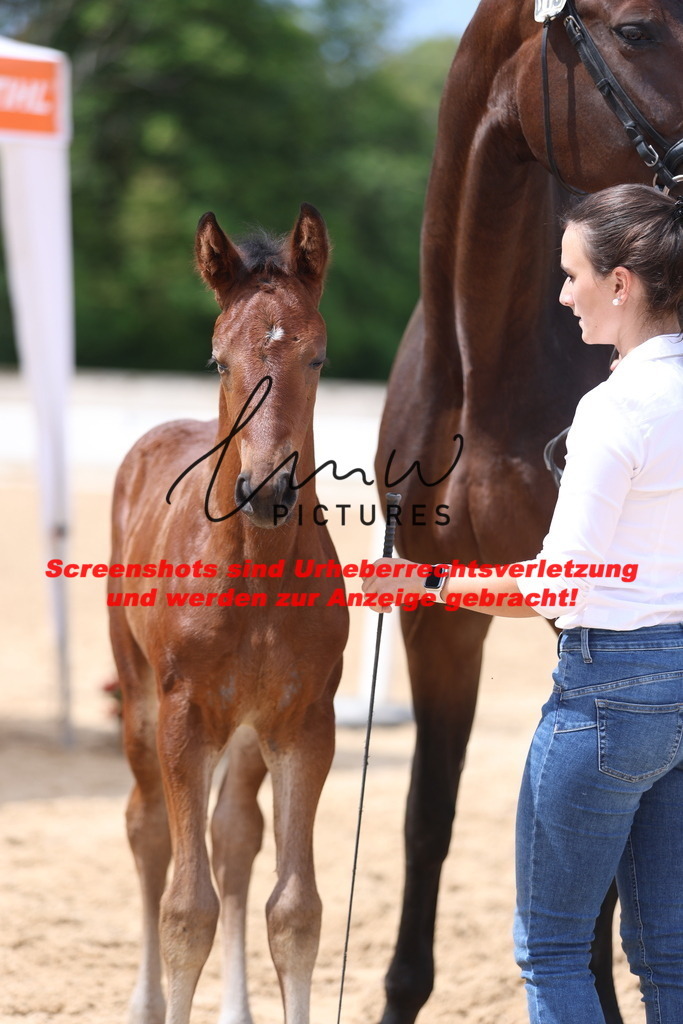 Fohlenschau_Schwäbisch_Hall_dressurbetonte_Fohlen_KN 13_6 | lmwpictures - Realisiert mit Pictrs.com