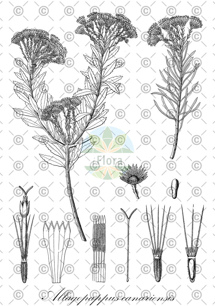 HistAbb_wfo-0000001533_1_ENZY_Simple | Historische Abbildung von Allagopappus canariensis - Asteraceae | Historical Illustration of Allagopappus canariensis - Asteraceae