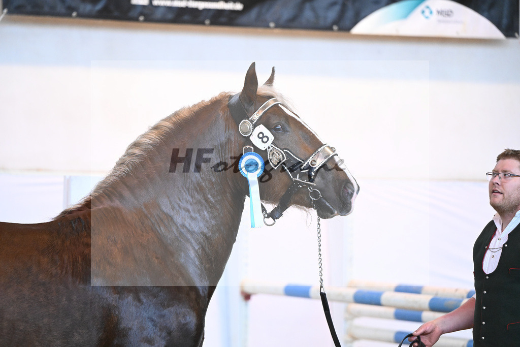 Kat-Nr. 8 v. Valegro_Glonecker_6240182 | hf-fotografie - Realisiert mit Pictrs.com