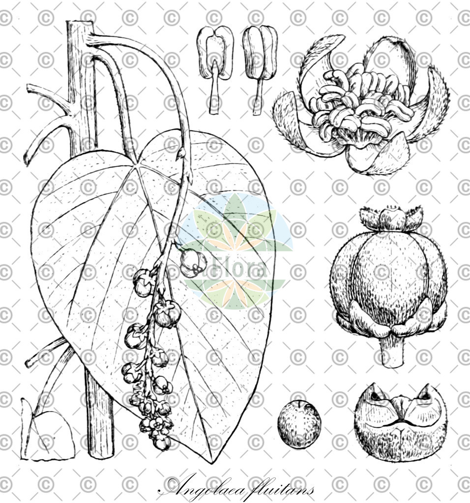 HistAbb_wfo-0000536542_249_ENZY_Simple | Historische Abbildung von Angolaea fluitans - Podostemaceae | Historical Illustration of Angolaea fluitans - Podostemaceae